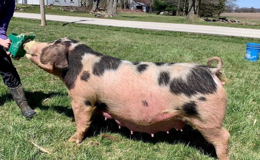 kunekune purebred